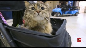 VIDEO: Terapi Kucing Untuk Penumpang Pesawat di Amerika