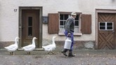 Angsa mengikuti sang peternak di Langenenslingen-Wilflingen, Jerman pada Jumat (8/11). (Thomas Warnack/dpa via AP)