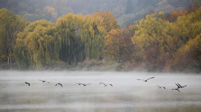 Grey herons flying over the foggy Max-Eyth lake in Stuttgart, Germany, early Sunday morning, Nov. 10, 2019. (Christoph Schmidt/dpa via AP)