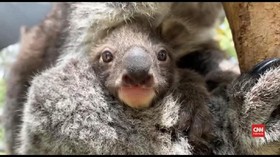 VIDEO: Bayi Koala Lahir Usai Penantian Delapan Tahun