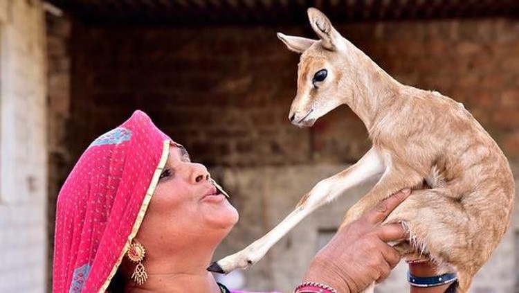 Tidak hanya menyusui bayinya, ibu di India juga menyusui bayi rusa lho.