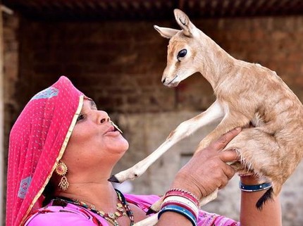Ibu Menyusui Bayi Rusa Jadi Tradisi di India, Apa Kata Pakar?