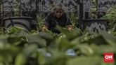 Saat musim panen tiba, Abdulrahman memanfaatkan hasil kebunnya untuk konsumsi pribadi atau dijual kepada tetangga maupun pedagang. (CNNIndonesia/ Bisma Septalisma)