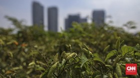 5 Tanaman Mudah untuk Pemula yang Ingin Berkebun