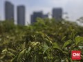 5 Tanaman Mudah untuk Pemula yang Ingin Berkebun