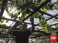 7 Manfaat Hebat dari Berkebun Selain Mengisi Waktu