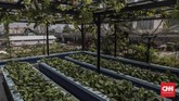 Selain hobi, Abdulrahman mengaku giat berkebun sebagai sarana untuk berolahraga. (CNNIndonesia/ Bisma Septalisma)