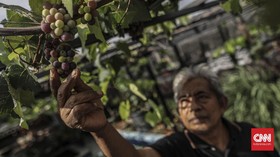Rahasia Panjang Umur Sampai 100 Tahun, Ternyata Berkebun