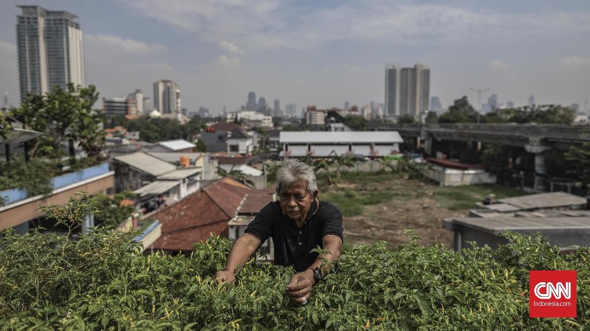FOTO: Berkebun di Lahan Sempit Perkotaan