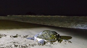Warga Adat Abun Ingin Temui Gubernur Papua Barat soal Pantai Penyu