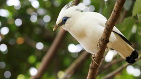 TN Bali Barat Jadi Pilot Pengawasan Hutan Berteknologi AI
