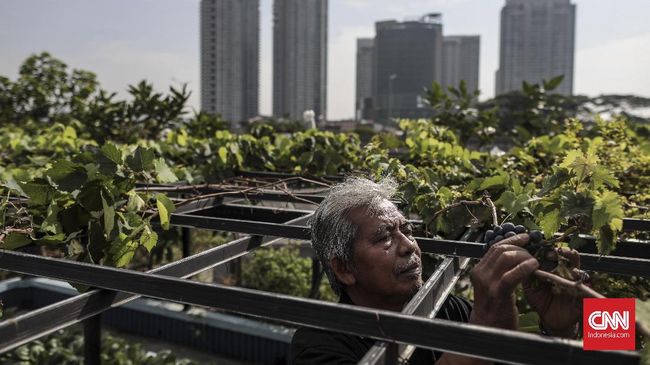 Aktivitas berkebun dapat mengurangi kecemasan, meningkatkan fokus, menurunkan kadar hormon pencetus stres, hingga memperbaiki kualitas hidup.