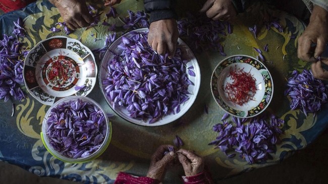 FOTO: Kisah Petani Safron, Rempah Termahal Di Dunia