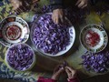 5 Jenis Herbal Imunomodulator yang Perkuat Sistem Imun