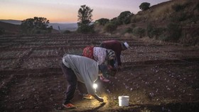 FOTO: Kisah Petani Safron, Rempah Termahal Di Dunia