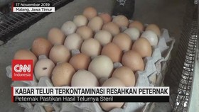 VIDEO: Isu Telur Terkontaminasi Racun Resahkan Peternak
