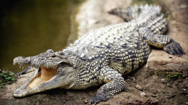 Seekor buaya yang tampak lesu dan kedinginan ditemukan di Prospect Park, salah satu tempat piknik favorit warga Brooklyn, New York, Amerika Serikat.