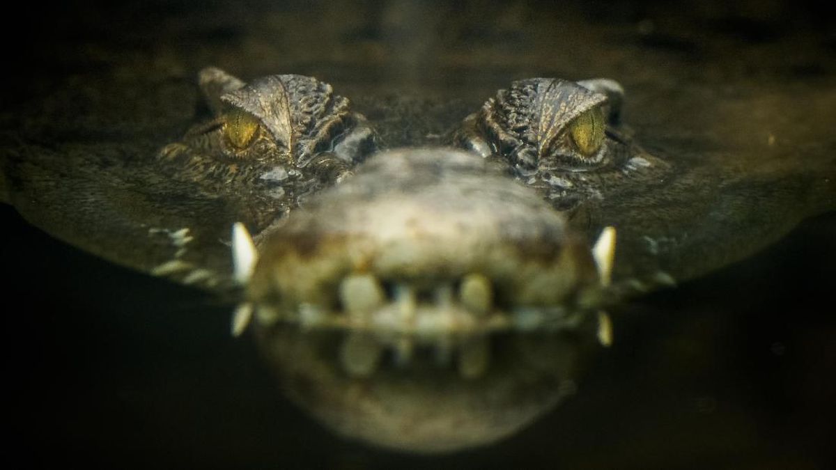 Israel Bunuh Ratusan Buaya Tepi Barat Takut Jadi Senjata 'Teroris'