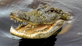 Buaya Lebih Cerdas dari yang Dibayangkan, Bisa Dapat Makan Pakai Umpan