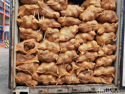 China Diam-diam Main Kelapa di RI, Duitnya Ngalir Triliunan!
