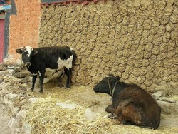 Protes Ternak Masuk Perumahan, Warga Palopo Kirim Kotoran Sapi ke DPRD