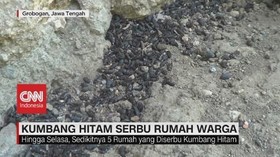 VIDEO: Kumbang Hitam Serbu Rumah Warga Grobogan Jateng