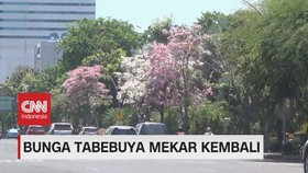 VIDEO: Bunga Tabebuya Mekar, Surabaya Seperti Kota di Jepang