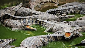 Satu Nenek Moyang, Apa Beda Buaya dan Aligator?