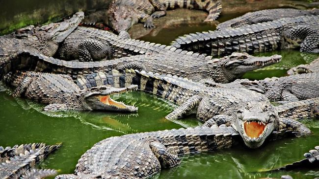 Buaya dan aligator berasal dari nenek moyang yang sama. Meski terlihat mirip, apa beda kedua hewan tersebut?