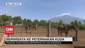 VIDEO: Berwisata ke Peternakan Kuda