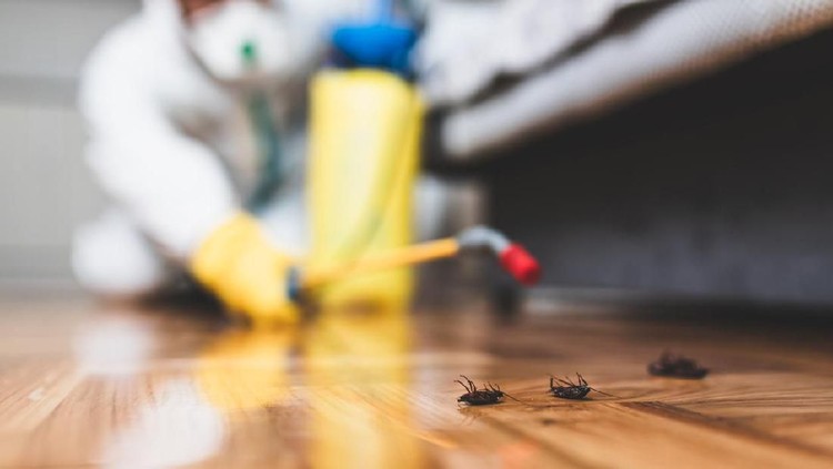 Pusing banyak kecoak di rumah? Empat solusi ini bisa Bunda praktikkan di rumah jika ingin membasmi kecoak tanpa insektisida.