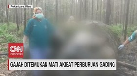 VIDEO: Gajah Ditemukan Mati Akibat Perburuan Gading