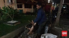 Polisi Kembali Ciduk Pembuang Bangkai Babi Hog Cholera