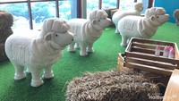<p>Peternakan domba yang bakal diambil bulunya nanti akan diolah menjadi kain wool.</p>