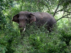 3 Gajah Jinak Dikerahkan Halau 40 Gajah Liar di Pidie