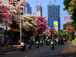 Pohon Tabebuya, Keindahan Mirip Sakura Ada di Surabaya