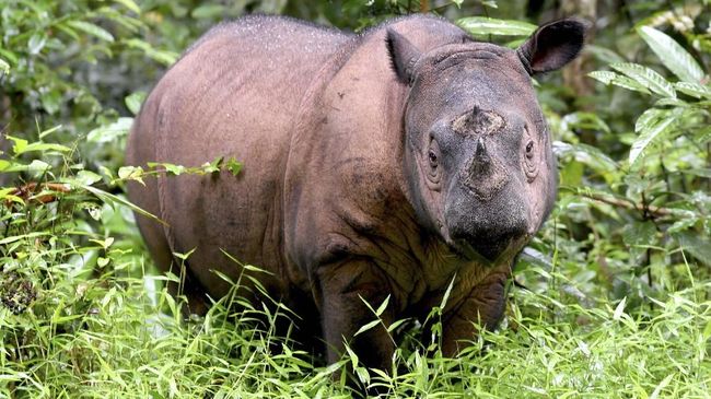 Kabar Gembira, TN Way Kambas Siap Sambut Kelahiran 2 Badak Sumatra