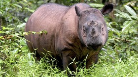 Badak Sumatera Terakhir Malaysia Mati
