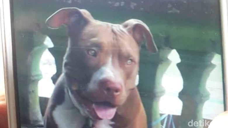 Pemilik Titipkan Pitbull Penyerang Wanita Di Makassar Ke Temannya