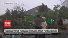 VIDEO: Puluhan Pohon Tumbang Diterjang Angin Puting Beliung