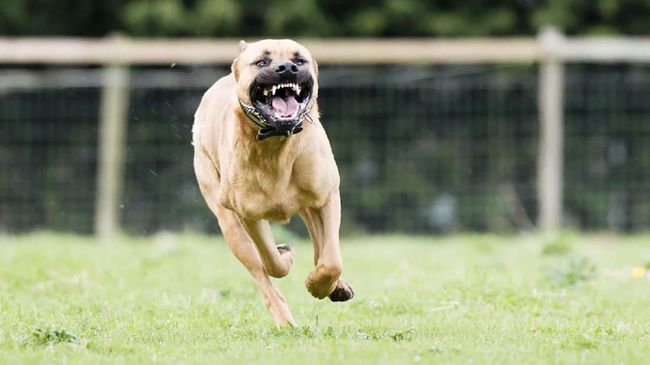 Ada beberapa langkah penanganan pertama untuk mengobati luka gigitan anjing, termasuk anjing pit bull. 