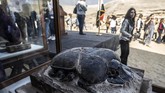 FOTO: Mumi Hewan Langka Ditemukan di Mesir Tim peneliti menemukan mumi hewan-hewan yang tak biasa. Temuan baru tim arkeologi Mesir ini dipamerkan di Saqqara necropolis Giza, Kairo, November 2019.