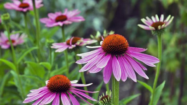 Beberapa penelitian terbaru saat pandemi Covid-19 diklaim menunjukkan Echinacea baik untuk membantu pengobatan pasien Covid-19.