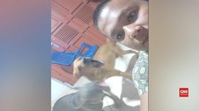 VIDEO: Anjing Pitbull Serang Warga, 1 Anak Terluka Serius