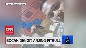 VIDEO: Anak 7 Tahun Digigit Anjing Pitbull