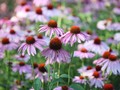 7 Manfaat Echinacea Selain Tingkatkan Daya Tahan Tubuh