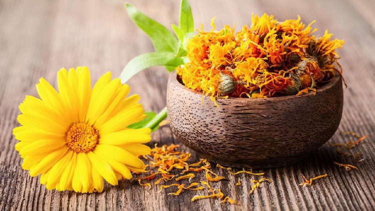 Dried and fresh marigold (calendula) flowers in a bowl on wooden rustic background space for text close-up. Herbal healthy flower tea, alternative medicine.