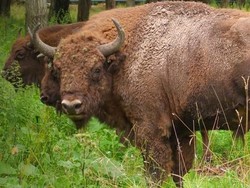 Jadi Kaum Rebahan, Bayi Bison Ini Bikin Jalanan Macet