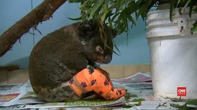 VIDEO: Lewis, Koala Korban Karhutla Australia Mati