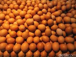 BUMN Ini Serap Telur Ayam dari Peternak di Blitar Rp 16.500/Kg